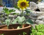 Jardín
