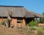 Babson House @ Cheetah Conservation Fund